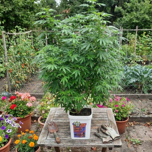 Grow Bucket Super Soil organic